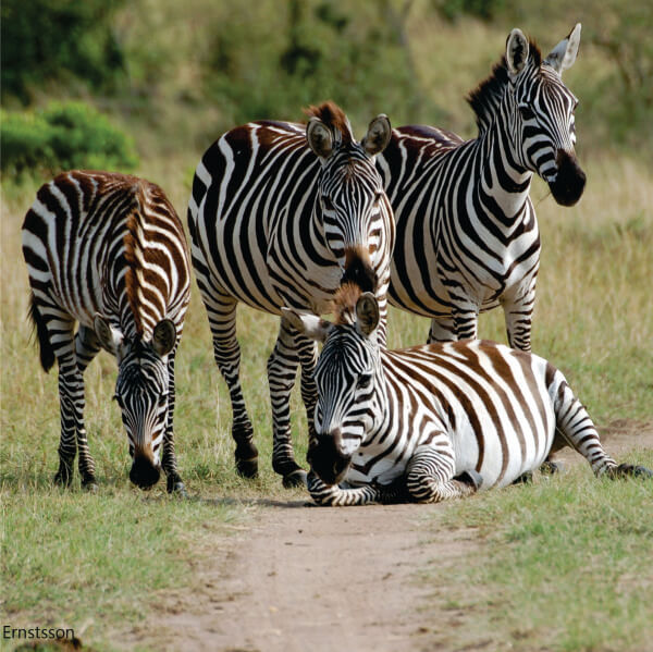 Kenya Wildlife Tours
