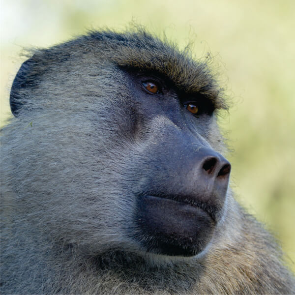 baboon watching in a cage during safari in Kenya Nairobi