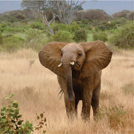 3 Days Masai Mara Private Group Camping Safari