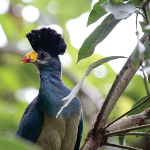 Całodniowa wycieczka do lasu Kakamega i The Crying Stone
