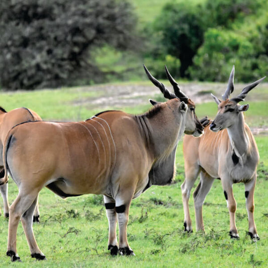 giant eland herds standing and watching in the field in Masai Mara during Kenya group joining safari