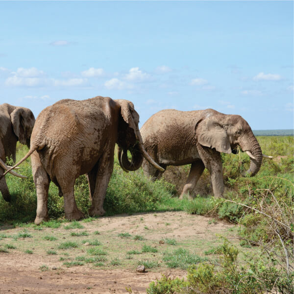 herd of large African elephants walking in field in Amboseli, Kenya