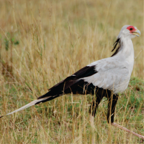 Most Reasonable 10 Days Bird Watching Safari (with Local Ornithologists' Guide)
