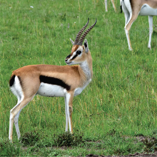 male gazelle standing and watching in the field during Kenya Camping Safari