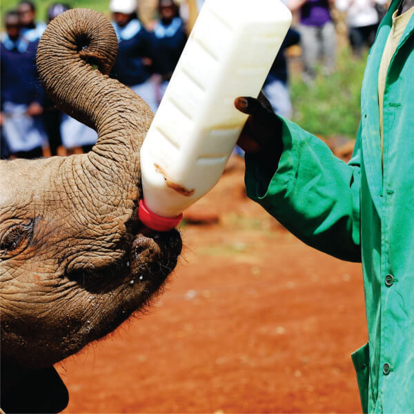 Orphaned baby Elephant drinking milk from bottle during safari in Kenya, Nairobi