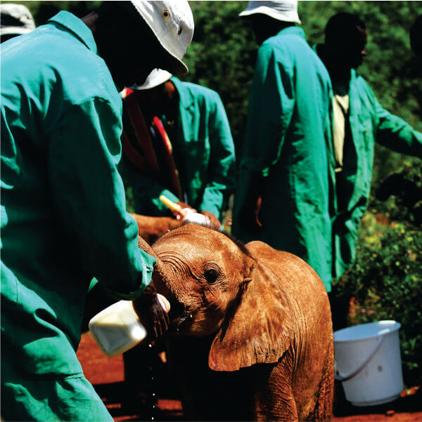 Man in green uproan feeding milk to baby Elephant during Elephant Orphanage visit in Nairobi