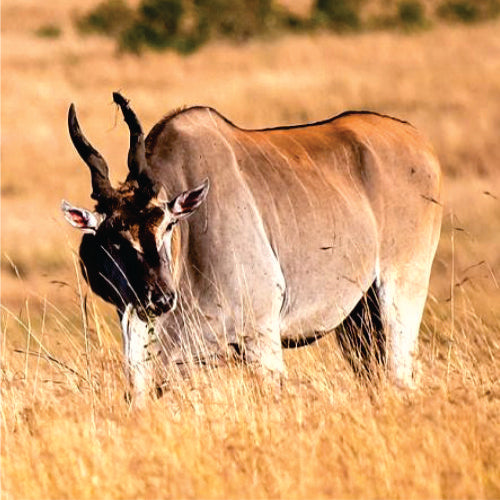 Cudowny 3-dniowy Park Narodowy Ruma