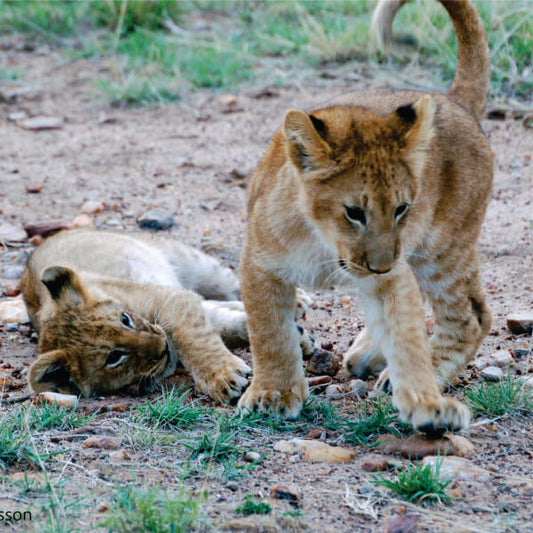 two lion cubs playing in the field in Masai Mara during Kenya group joining safari