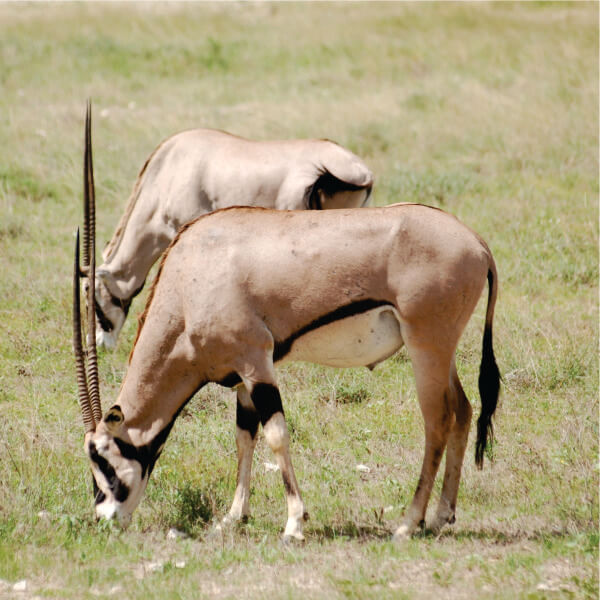 two giant elands grazing in green grass field in Masai Mara