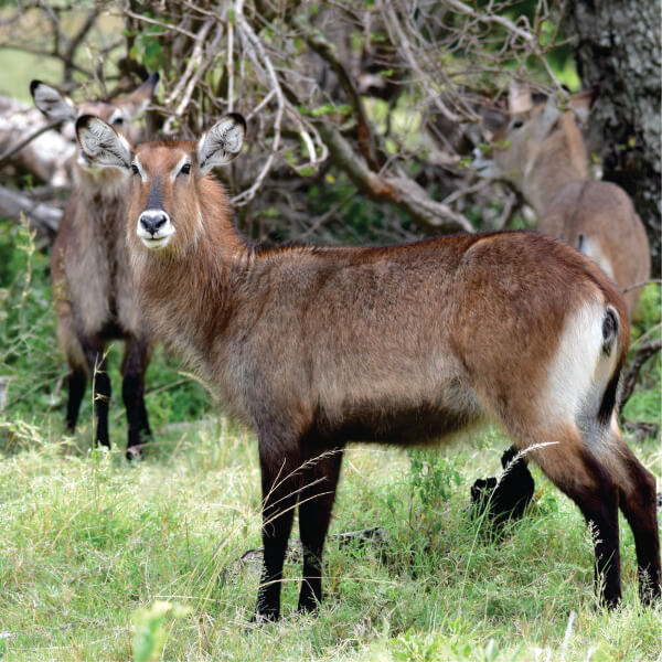 3-dniowe wycieczki po dzikiej przyrodzie w Kenii