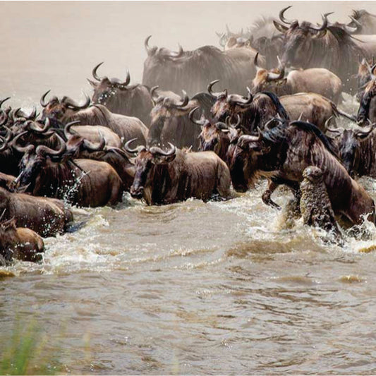 woman watching wildebeest on green grass field during daytime, Masai Mara, Kenya