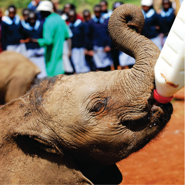 Wycieczki po Nairobi