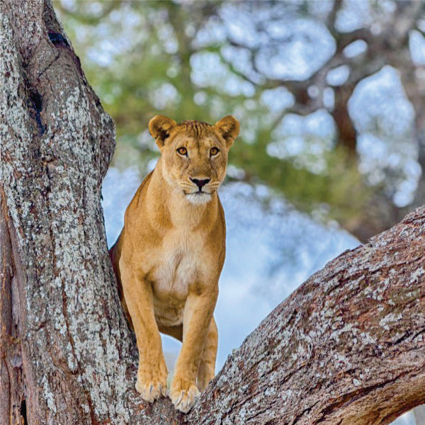 6-dniowa prywatna wycieczka safari po Masai Mara i Amboseli