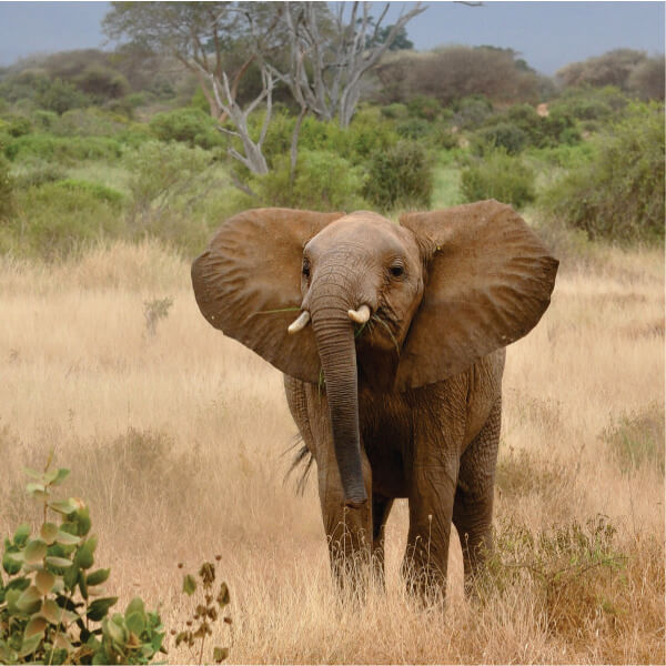 3 Days Masai Mara Private Group Camping Safari