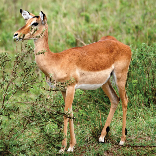 female gazelle standing and watching out during Impala Sanctuary visit in Kisumu