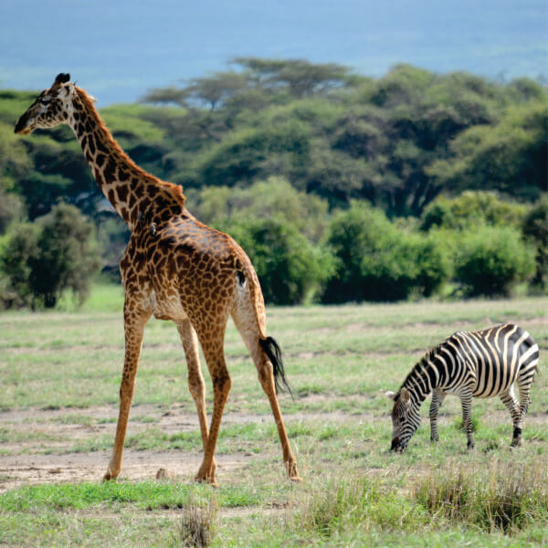 Giraffe walking near zebra in green grass field in Nairobi National Park Kenya