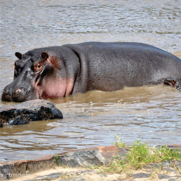 Hippopotamus in water in Lake Victoria during Kisumu sightseeing tours