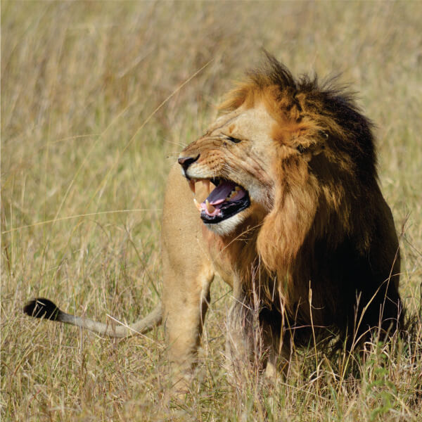 lion roaring in Kenya at daytime