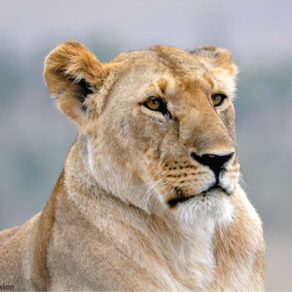 lion watching during Ol Pejeta Conservancy joining safari