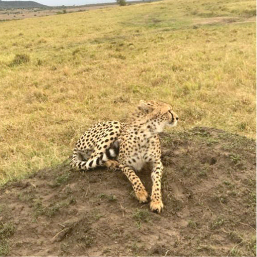 10-dniowa wycieczka safari Masai Mara w Kenii (prywatna wycieczka jeepem 4x4)