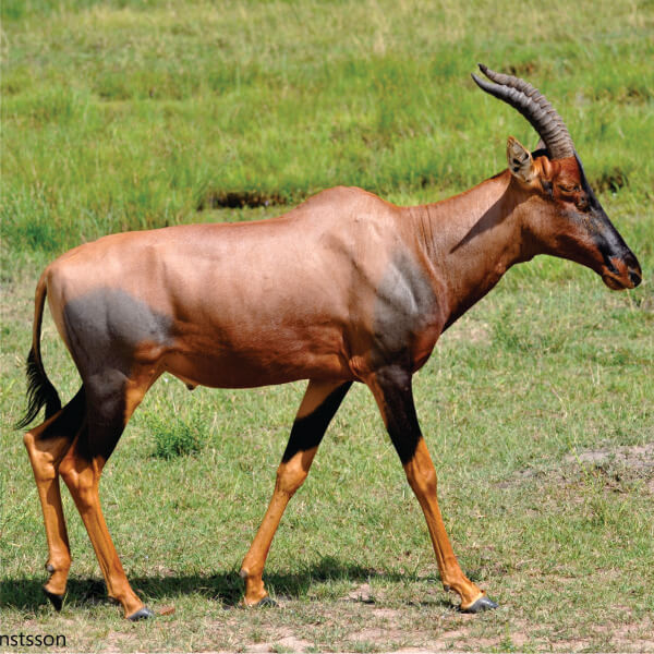 Zadziwiająca 2-dniowa prywatna wycieczka po Parku Narodowym Ruma