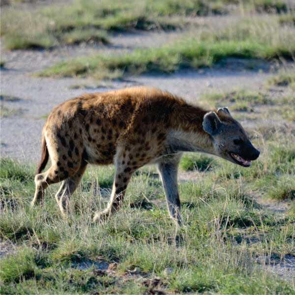 Prywatne safari Mombasa Amboseli pociągiem SGR