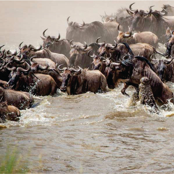 woman watching wildebeest on green grass field during daytime, Masai Mara, Kenya