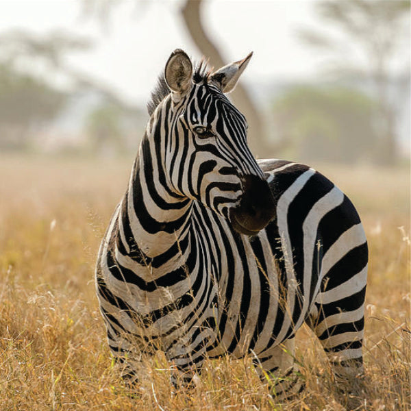 zebra standing on green grass field during daytime, Masai Mara, Kenya